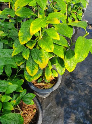 김재운님의 귤 · 병해충상담 작성글 사진