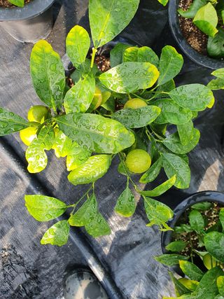 김재운님의 귤 · 병해충상담 작성글 사진