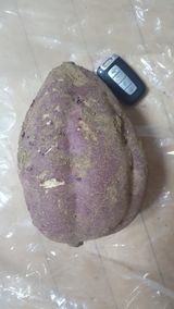 팜모닝 고구마·자유게시판 게시글 이미지