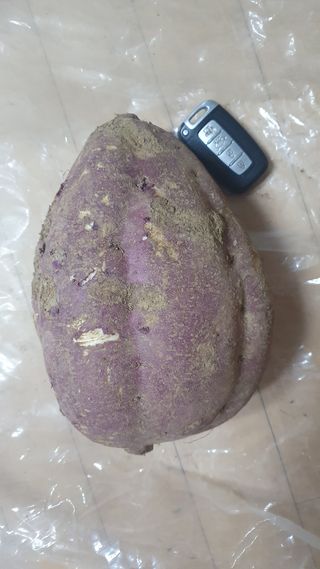 류 현주님의 고구마 · 자유게시판 작성글 사진