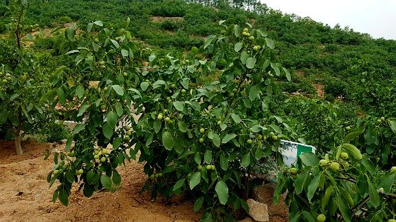 장터 상품 [왜성호두묘목 15,000원~20,000원/주 (10주이상주문)] 썸네일