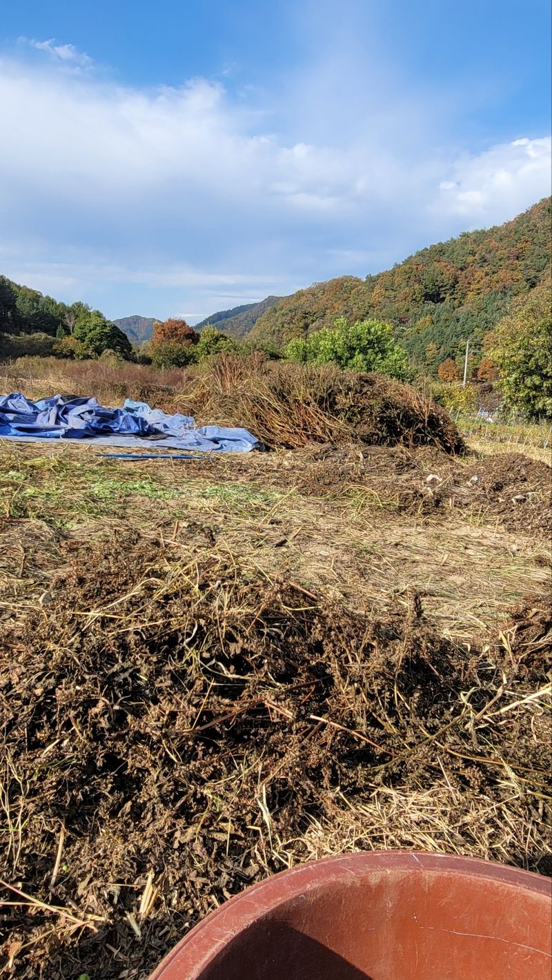 장터 상품 [강원도 화천산 햇들깨 1kg 15,000원] 썸네일