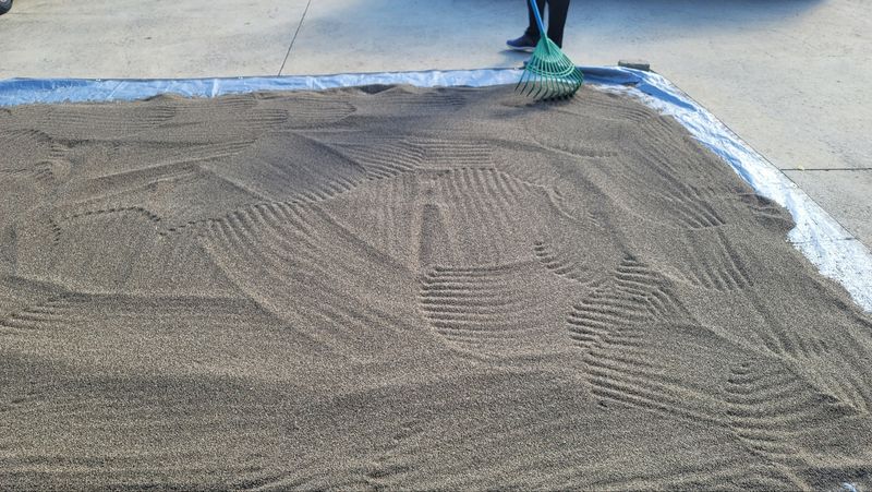 쪼짜님의 장터 판매 상품 [강원도 화천산 햇들깨 1kg 15,000원] 첨부 사진