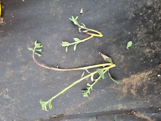 최남단님의 블루베리 · 병해충상담 작성글 사진