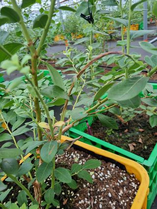 최남단님의 블루베리 · 병해충상담 작성글 사진