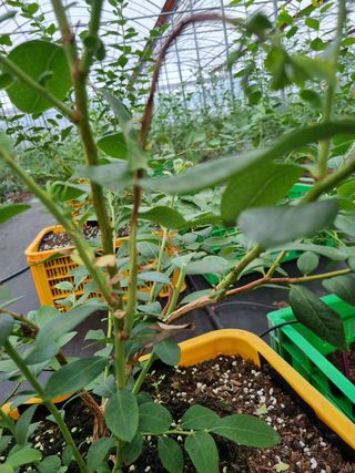 최남단님의 블루베리 · 병해충상담 작성글 사진