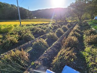 藝園님의 상추 · 자유게시판 작성글 사진