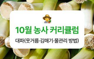 대파 농사도우미님의 파 · 농사길잡이 작성글 사진