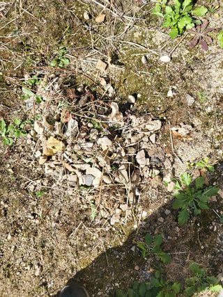 짱순이연속8월출석왕님의 기타작물 · 자유게시판 작성글 사진