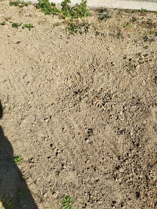 짱순이연속8월출석왕님의 기타작물 · 자유게시판 작성글 사진