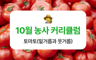 토마토 농사도우미님의 토마토 · 비료•농약 작성글 사진