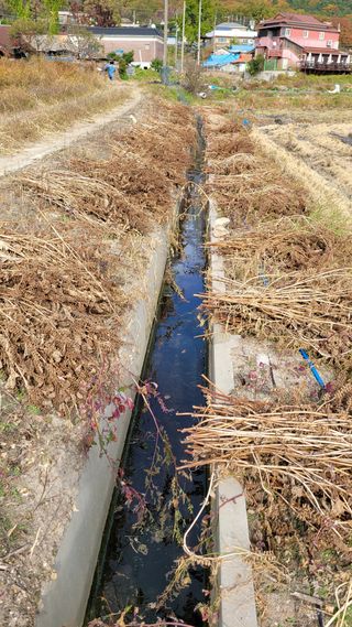 강화댁님의 들깨 · 자유게시판 작성글 사진