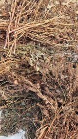 팜모닝 들깨·자유게시판 게시글 이미지