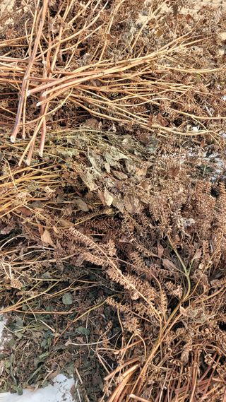 강화댁님의 들깨 · 자유게시판 작성글 사진