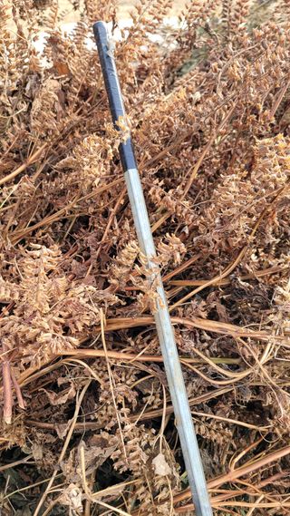 강화댁님의 들깨 · 자유게시판 작성글 사진