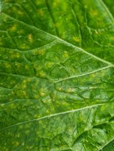 팜모닝 배추·병해충상담 게시글 이미지