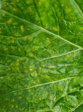 기혀니님의 배추 · 병해충상담 작성글 사진