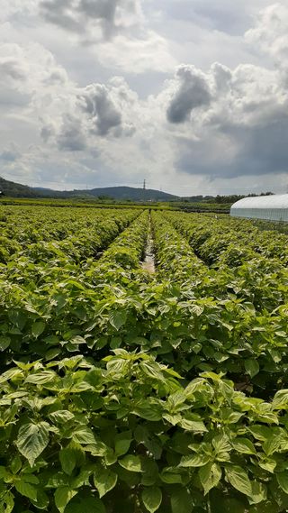 송광만님의 들깨 · 병해충상담 작성글 사진