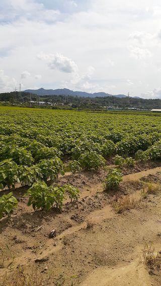 송광만님의 들깨 · 병해충상담 작성글 사진