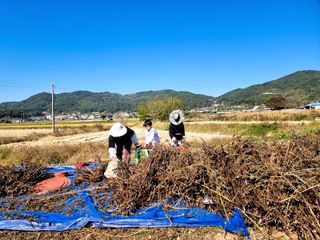 밝은숲님의 참깨 · 자유게시판 작성글 사진