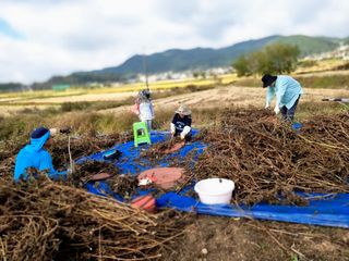 밝은숲님의 참깨 · 자유게시판 작성글 사진