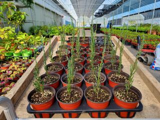 행복한나무농장님의 블루베리 · 자유게시판 작성글 사진