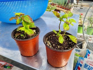 행복한나무농장님의 블루베리 · 자유게시판 작성글 사진