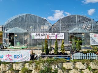 행복한나무농장님의 블루베리 · 자유게시판 작성글 사진