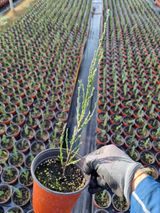 팜모닝 블루베리·자유게시판 게시글 이미지