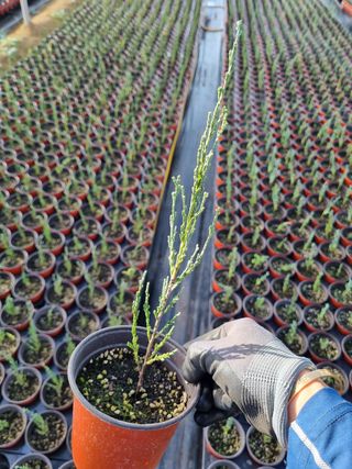 행복한나무농장님의 블루베리 · 자유게시판 작성글 사진