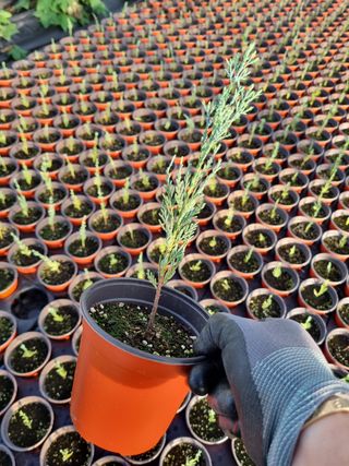 행복한나무농장님의 블루베리 · 자유게시판 작성글 사진