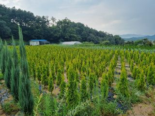 행복한나무농장님의 블루베리 · 자유게시판 작성글 사진