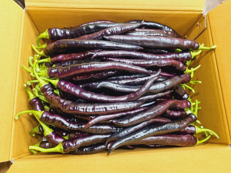 박광재님의 장터 판매 상품 [미인보라(가지고추) 4kg 24,000원] 첨부 사진