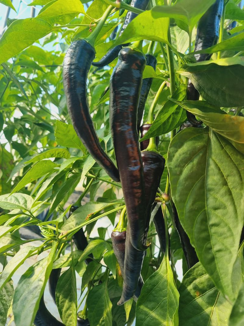 장터 상품 [미인보라(가지고추) 4kg 24,000원] 썸네일