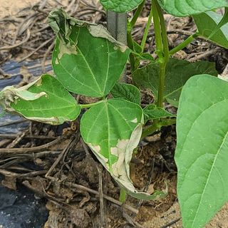 이재석님의 콩 · 병해충상담 작성글 사진