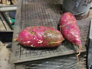 낙엽교목류4351님의 고구마 · 병해충상담 작성글 사진