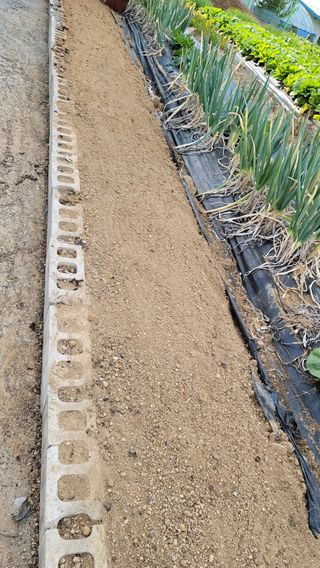 솔모루팜님의 마늘 · 일상 작성글 사진