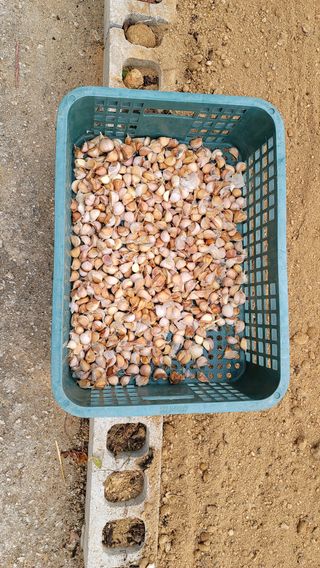 솔모루팜님의 마늘 · 일상 작성글 사진