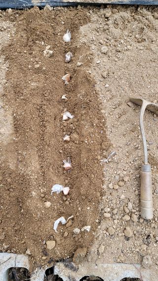 솔모루팜님의 마늘 · 일상 작성글 사진