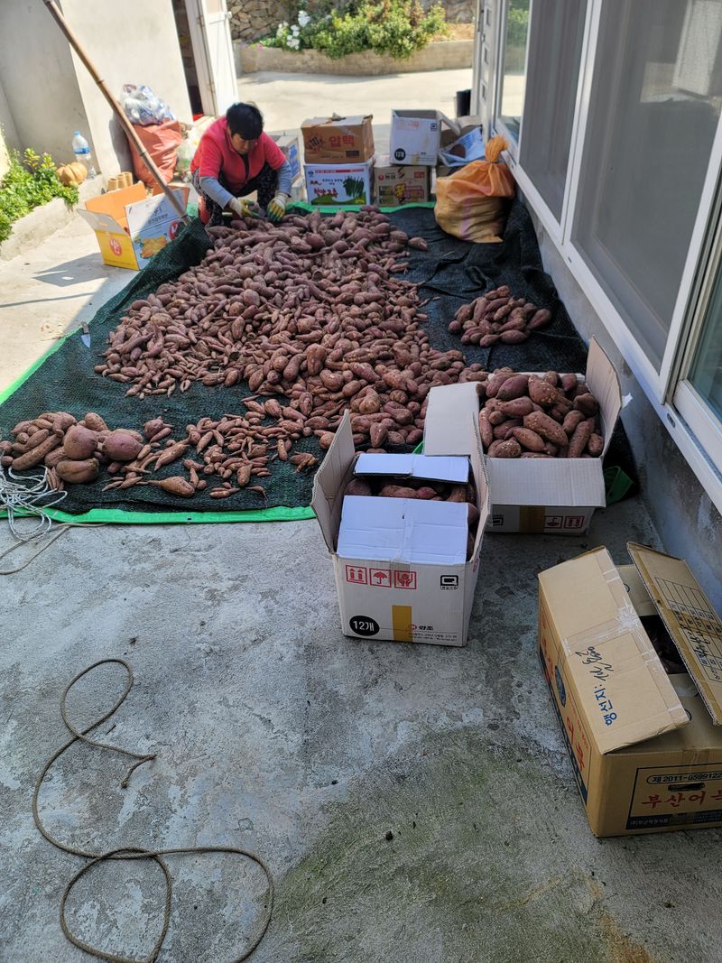 장터 상품 [고구마 10kg  30000] 썸네일