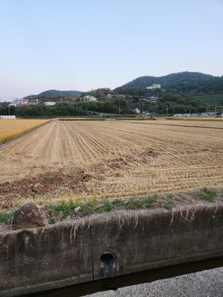 홍민환님의 벼 · 자유게시판 작성글 사진