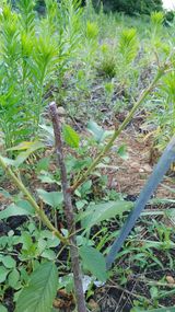 팜모닝 기타작물·병해충상담 게시글 이미지