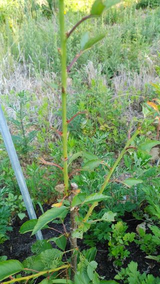노라조님의 기타작물 · 병해충상담 작성글 사진