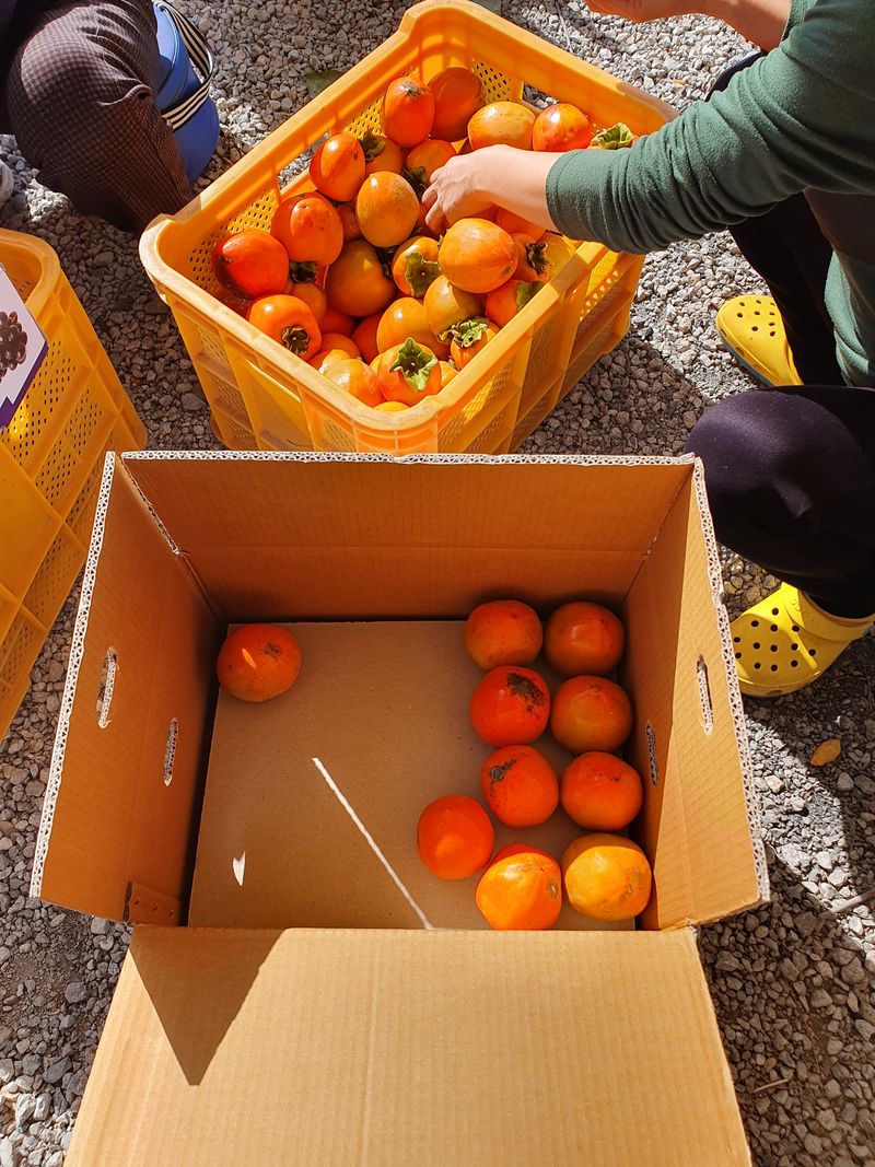 장터 상품 [대봉 단감(부유) 단감15키로25,000] 썸네일