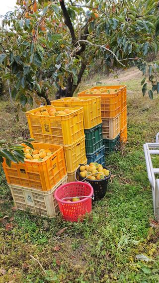 김경수님의 자두 · 자유게시판 작성글 사진