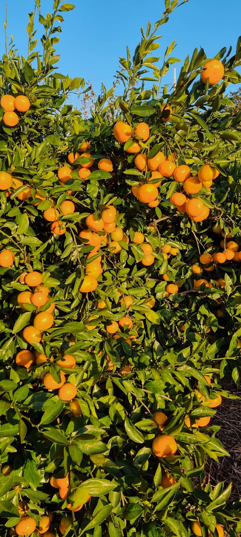 박기중님의 장터 판매 상품 [귤 2만원 https://docs.google.com/forms/d/e/1FAIpQLScasr49f7aJbs] 첨부 사진