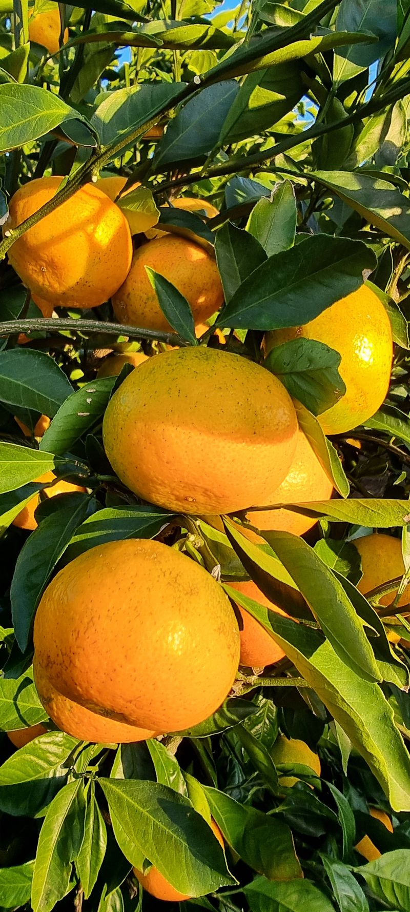 장터 상품 [귤 2만원 https://docs.google.com/forms/d/e/1FAIpQLScasr49f7aJbs] 썸네일