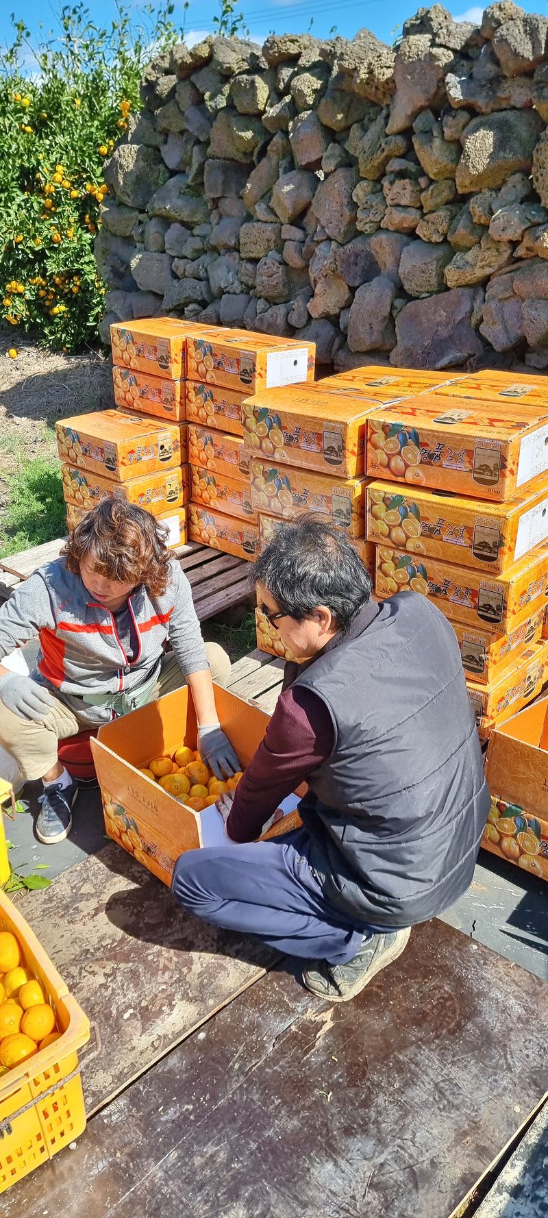 박기중님의 장터 판매 상품 [귤 2만원 https://docs.google.com/forms/d/e/1FAIpQLScasr49f7aJbs] 첨부 사진