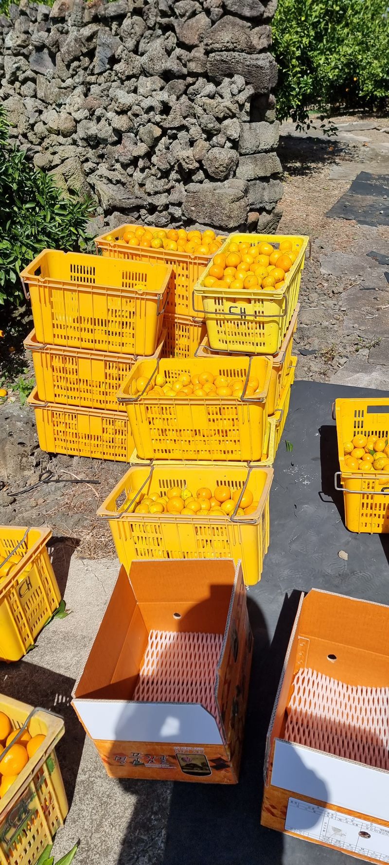 박기중님의 장터 판매 상품 [귤 2만원 https://docs.google.com/forms/d/e/1FAIpQLScasr49f7aJbs] 첨부 사진