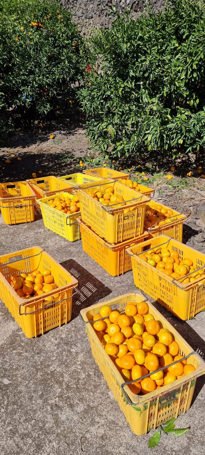 박기중님의 장터 판매 상품 [귤 2만원 https://docs.google.com/forms/d/e/1FAIpQLScasr49f7aJbs] 첨부 사진